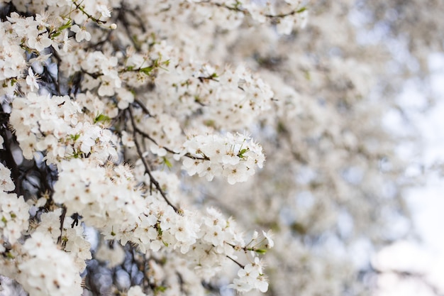 春の桜 桜の白い花 枝 プレミアム写真