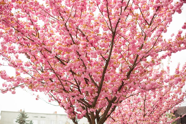 ソフトフォーカスで春の桜 韓国の桜の季節 背景 プレミアム写真