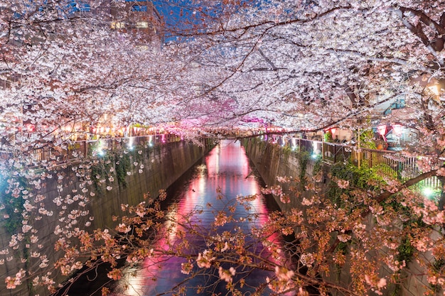 Premium Photo | Cherry blossom lined meguro canal at night in tokyo