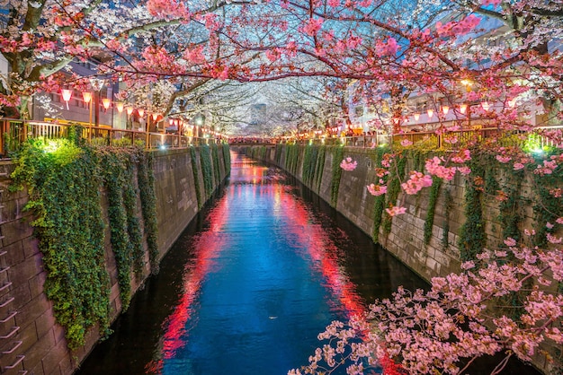 Premium Photo Cherry Blossom At Meguro Canal In Tokyo Japan At Night