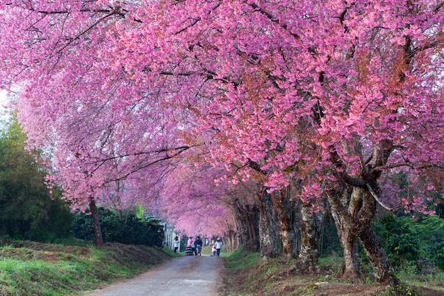 Premium Photo | Cherry blossom pathway in khun wang chiangmai, thailand.