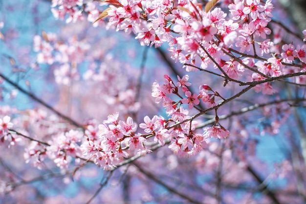 Premium Photo | Cherry blossom pink the natural beauty of the cherry ...