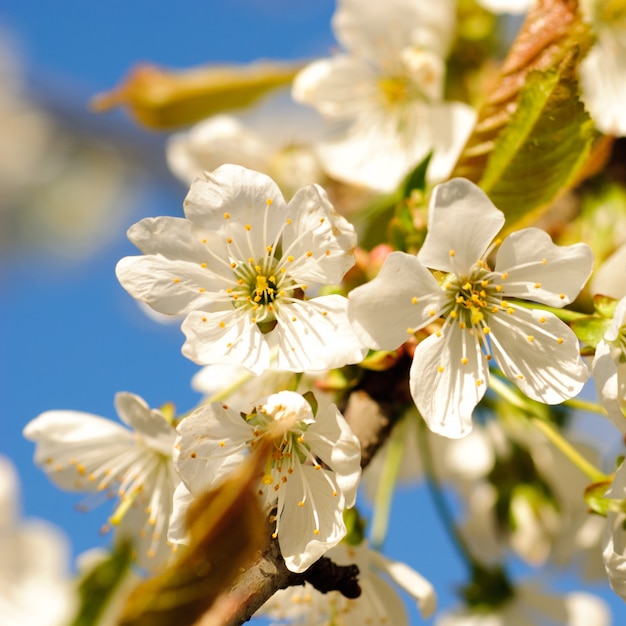 Premium Photo | Cherry blossom on spring tree