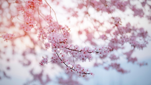 Premium Photo | Cherry blossom in spring with soft focus, sakura season ...