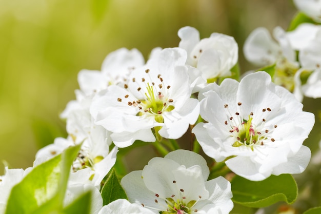 Premium Photo | Cherry blossom in spring