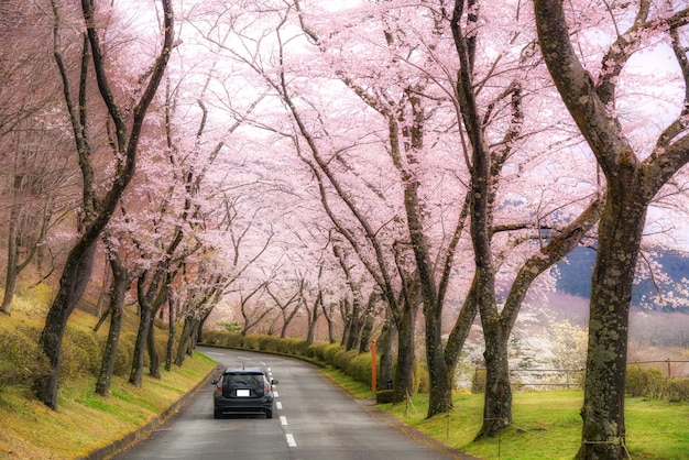 Premium Photo | Cherry blossom tunnel during spring season in april ...