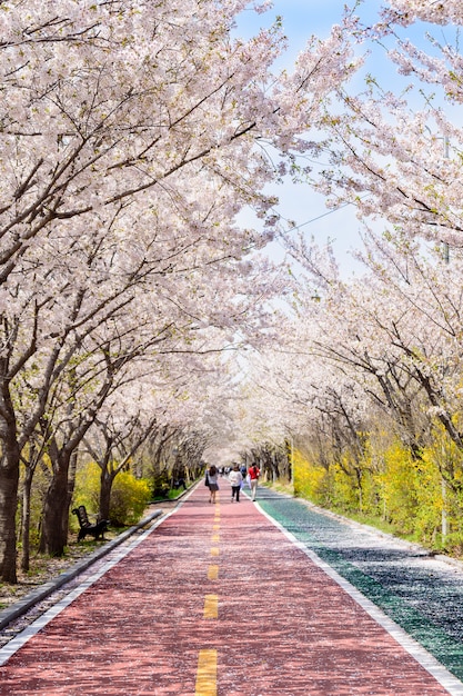 Premium Photo | Cherry blossoms bloom on both sides of the road in spring.