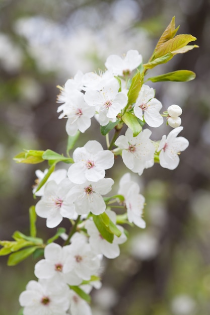 Premium Photo Cherry Blossoms Over Blurred Nature Background Spring