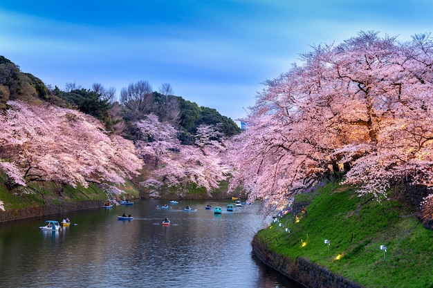 Free Photo | Cherry blossoms at chidorigafuchi park in tokyo, japan.