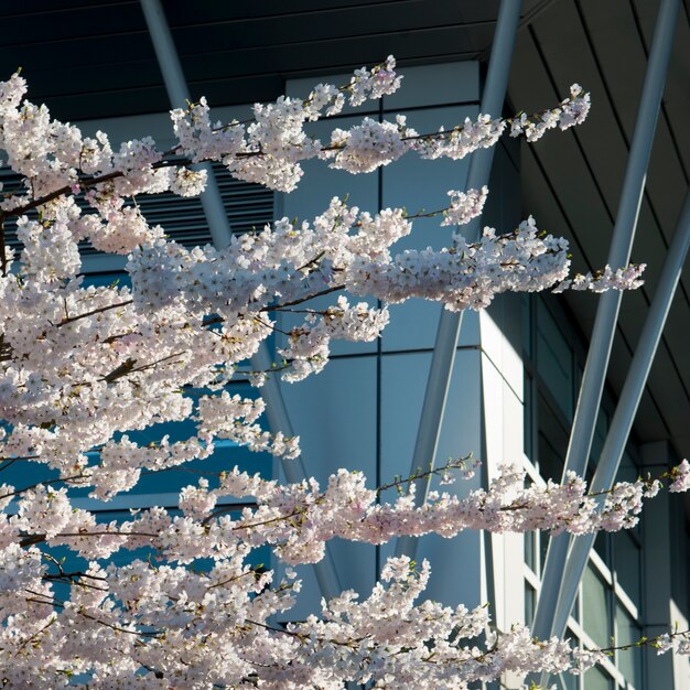 Premium Photo Cherry Blossoms In Front Of A Modern Glass Building Vancouver British Columbia Canada