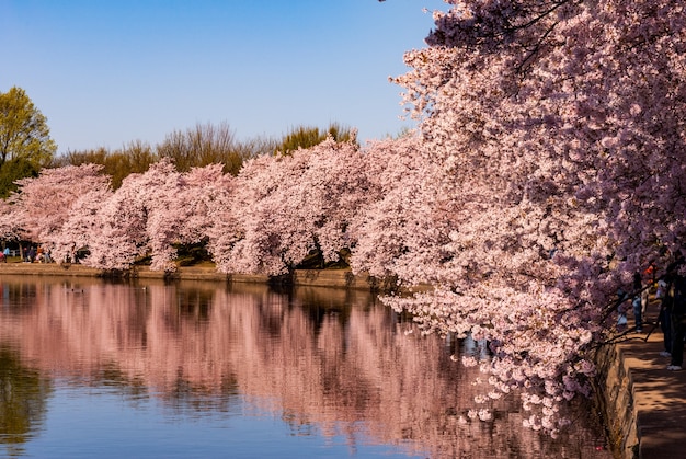 桜まつりの時期にタイダルベイスンに映る桜 無料の写真