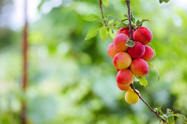 チェリープラムまたはミロバランprunus Cerasifera赤い熟したドレープ 夏の木の枝の石の果実 果物の収穫中の果樹園 プレミアム写真