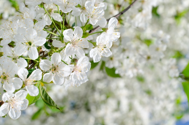 桜の花 白い春の花のクローズアップ ソフトフォーカス春季節背景 プレミアム写真