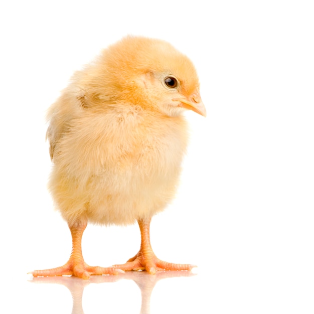 Chick in front of a white background | Premium Photo