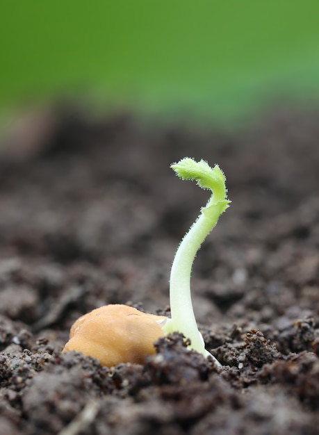 Premium Photo | Chick-pea seedling in fertile soil with selective focus