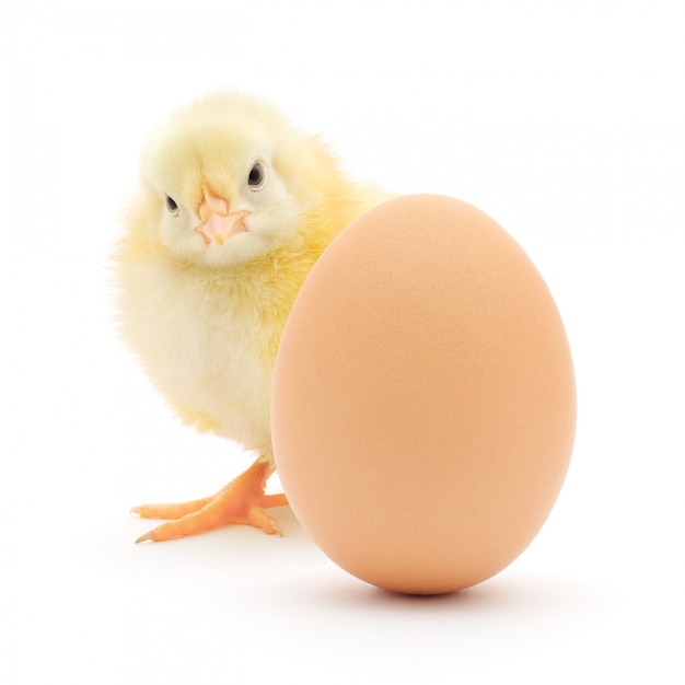 Premium Photo | Chicken and egg isolated