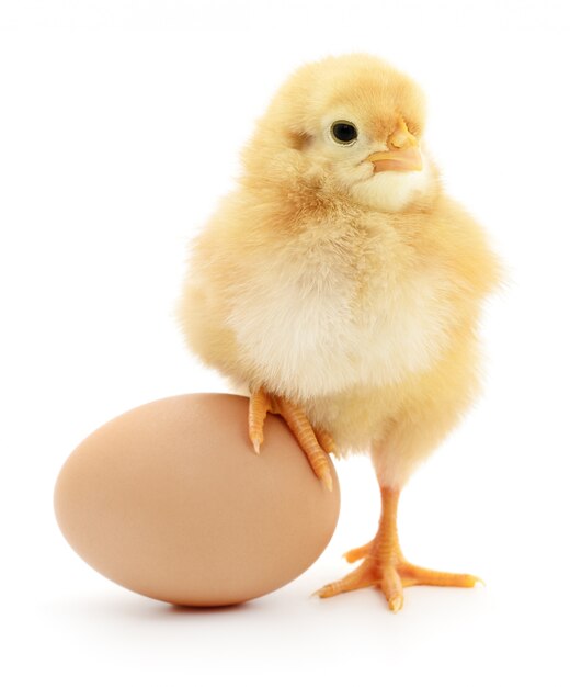 Chicken and egg Premium Photo