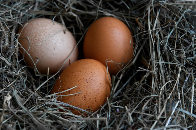 Premium Photo | Chicken eggs in wicker nests in chicken coop top view ...