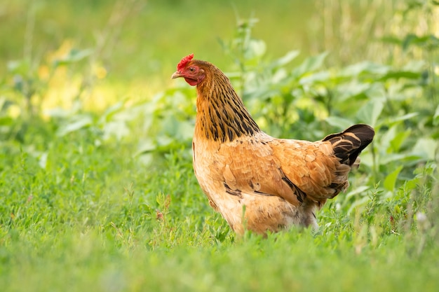 Premium Photo | Chicken on grass