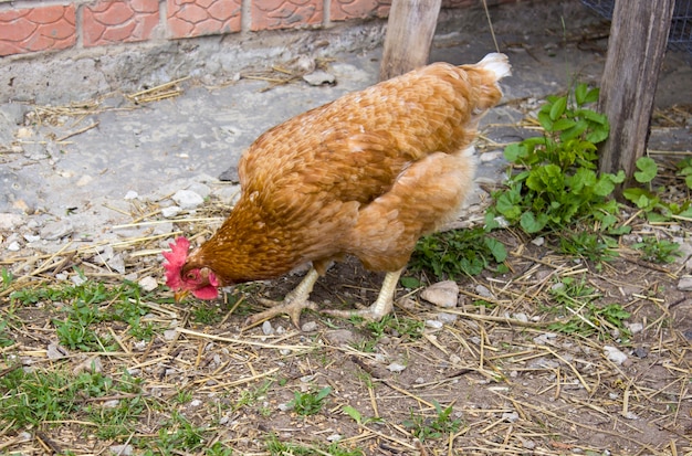 Premium Photo | Chicken on the ground bent down and pecks