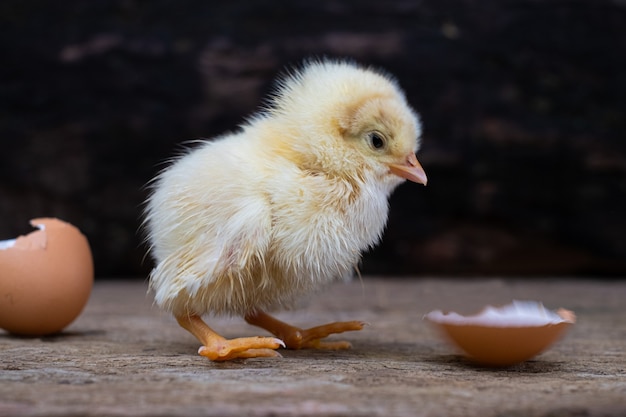 Chicken hatching from an egg and eggshell at old wooden surface Premium Photo