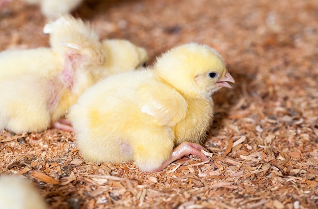 Premium Photo | Chicken at the poultry farm