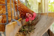 Premium Photo Chickens In A Cage Peck Food From A Feeding Trough