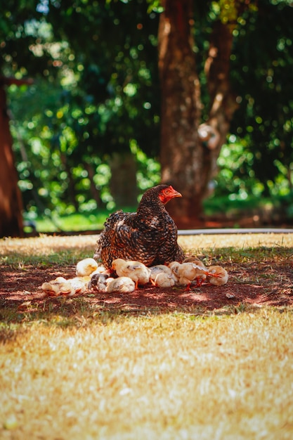 premium-photo-chicks-scratching-on-the-farm-with-mother-chicken