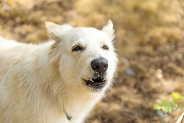 プレミアム写真 チェンバーガーブランスイスの夏の森の犬の遠吠え