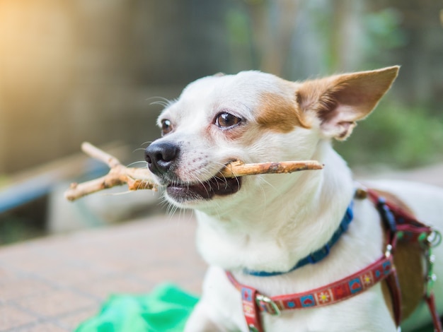 Chihuahua biting a wood stick Premium Photo