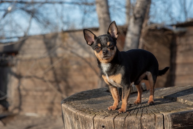 チワワの黒 茶色 白 可愛い子犬 ミニ品種チワワスムースショートヘア プレミアム写真