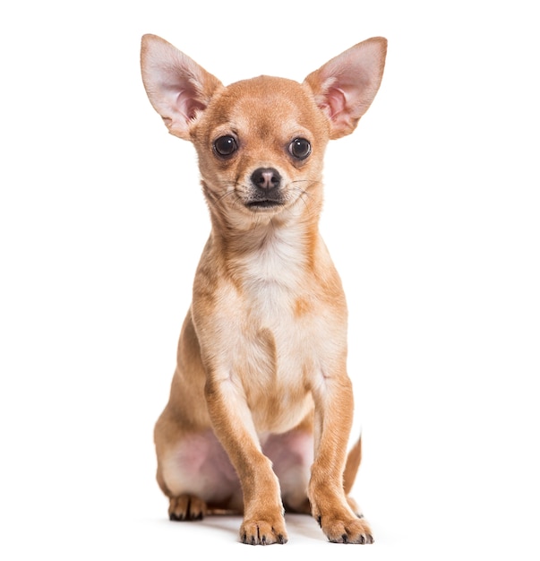 Premium Photo | Chihuahua dog, 6 months old, sitting against white ...