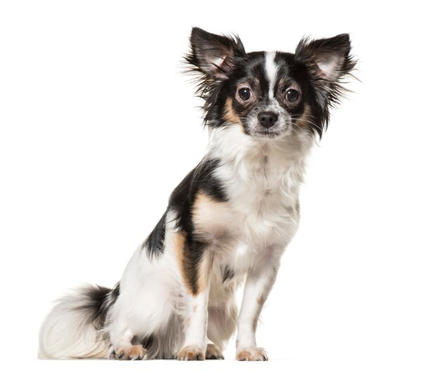 Premium Photo | Chihuahua dog , 9 months old, sitting against white ...