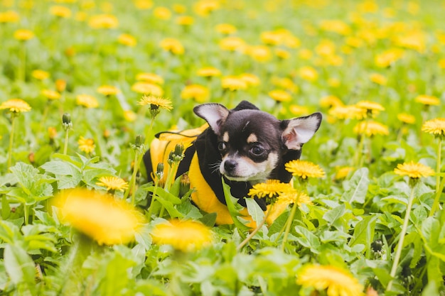 Premium Photo | Chihuahua dog in dandelions.