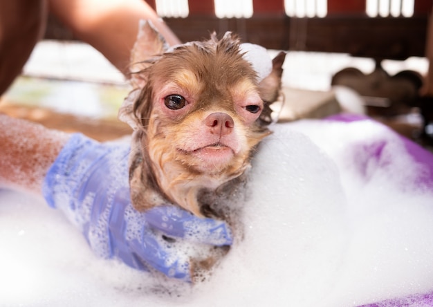 鎮痛剤を服用しているチワワの犬は シャワー アレルギー犬の肌 プレミアム写真