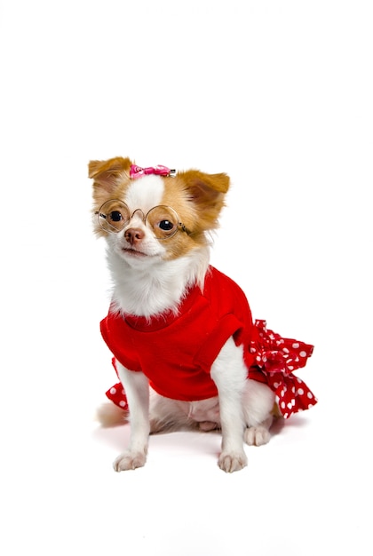 red and white chihuahua