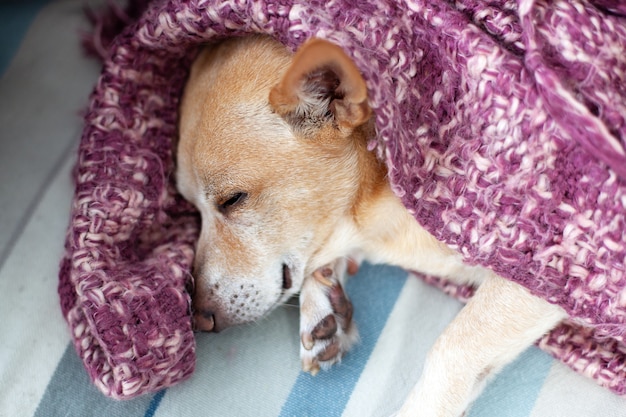 チワワは 散歩の後自宅でソファに横たわっています 居間で休んでいる眠い疲れた犬 ペットの概念 幸せな犬の生活 自宅のベッドで寝ている小さな犬は 週末に毛布で覆われています 怠tなt プレミアム写真