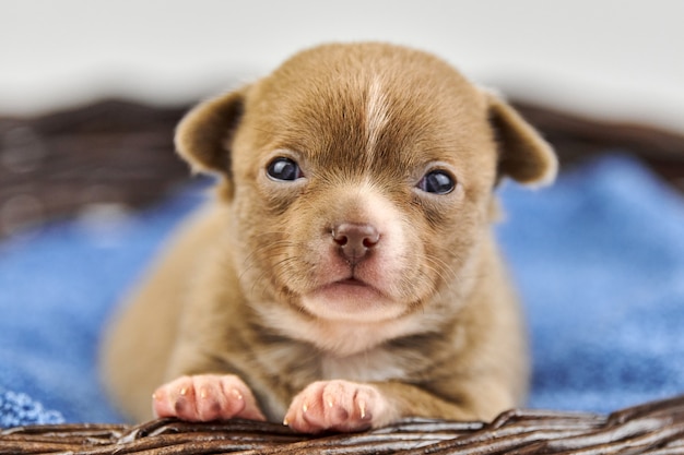 かごの中のチワワの子犬 少しかわいい白茶色の犬種 プレミアム写真