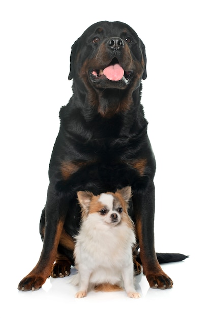 Premium Photo Chihuahua and rottweiler