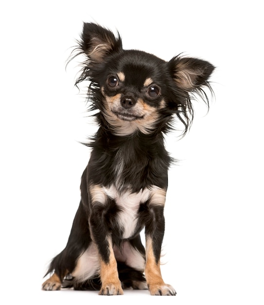 Premium Photo | Chihuahua sitting and looking at the camera isolated on ...