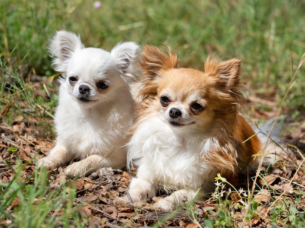 Premium Photo | Chihuahuas in nature