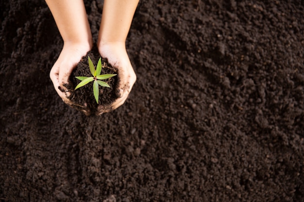 Child hands holding and caring a young green plant Free Photo