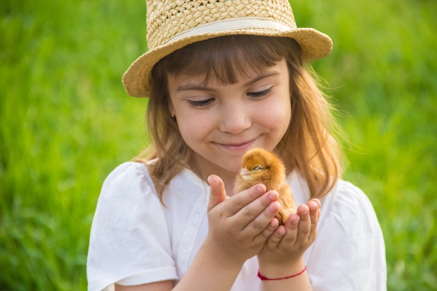 Premium Photo | The child holds a chicken in his hands. selective focus.