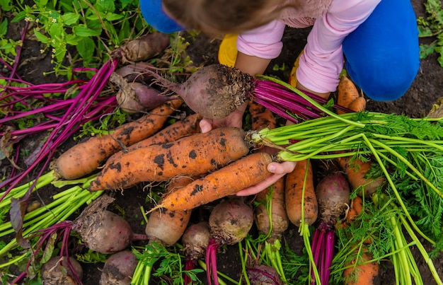 Premium Photo | The child holds in his hands a harvest of carrots and ...