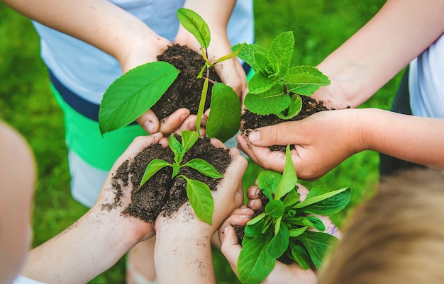 Premium Photo | Children hold plants in their hands to plant