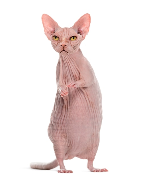 怒っている無毛のスフィンクス猫とネズミの体とキメラ プレミアム写真
