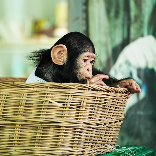 chimpanzee baby market