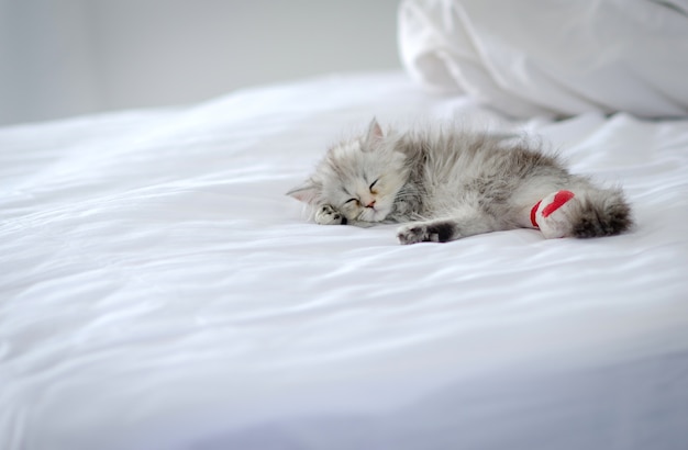チンチラペルシャ猫は白いベッド 病気の猫で寝る プレミアム写真