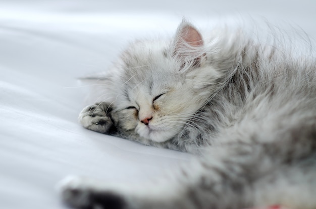 プレミアム写真 チンチラペルシャ猫は白いベッドで眠る