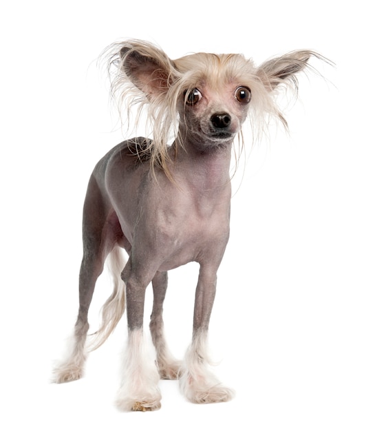 chinese crested